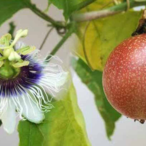 Passion Flower Juice Powder