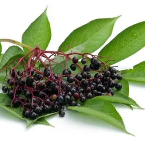 Elderberry Powder