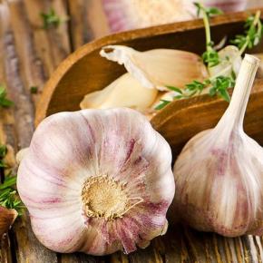 Garlic Extract