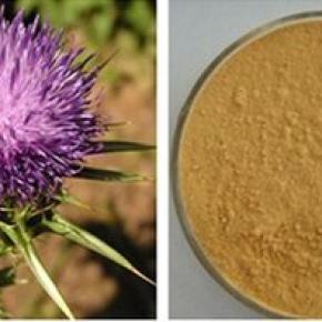 Milk Thistle Extract