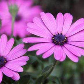 Purple Cone Chrysanthemum Powder