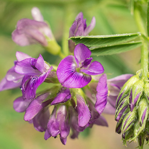 Alfalfa Powder