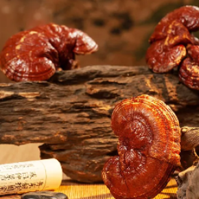 Reishi Mushroom Extract