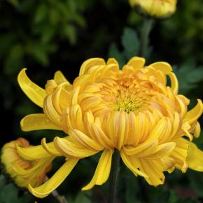 Chrysanthemum Flower Extract