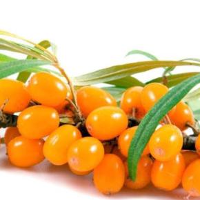 Hippophae Rhamnoides Extract