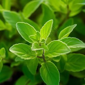 Stevia Extract